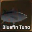 Bluefin Tuna