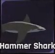 Hammer Shark