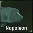 Napoleon