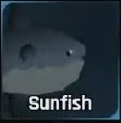 Sunfish